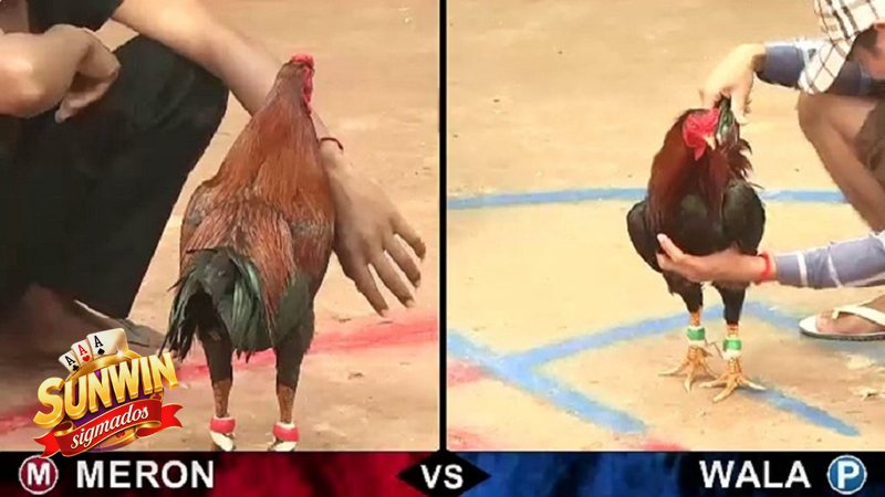 Đá Gà Cựa Sắt - sunwin phù hợp với kiểu người chơi nào? Đá Gà Cựa Sắt - sunwin phù hợp với kiểu người chơi nào?