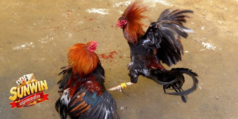 Đá Gà Sunwin - Quan sát chiến kê trước khi xuống tiền Đá Gà Sunwin - Quan sát chiến kê trước khi xuống tiền